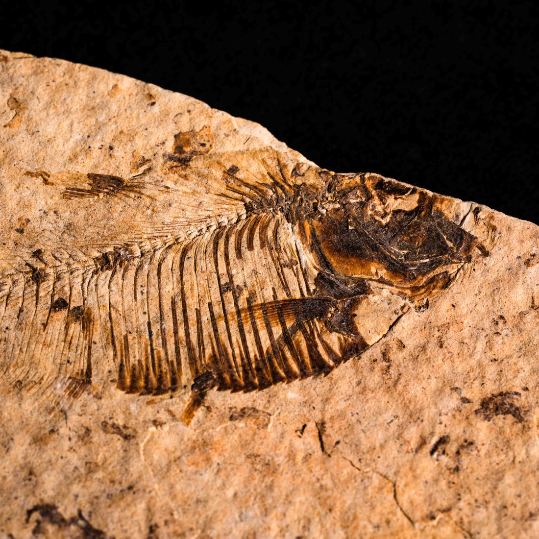 Fish Fossil- Earth Love Gallery