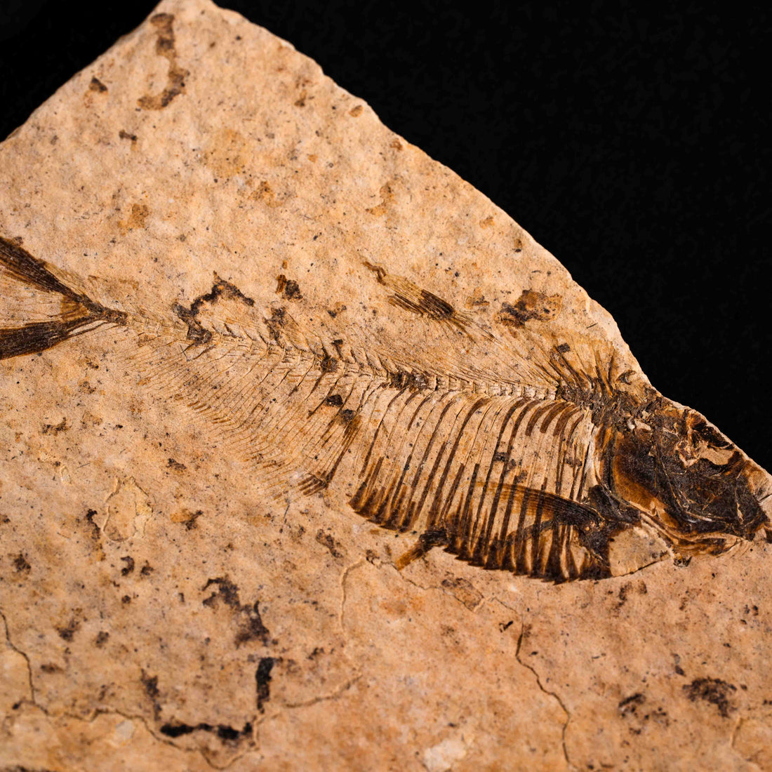 Fish Fossil- Earth Love Gallery