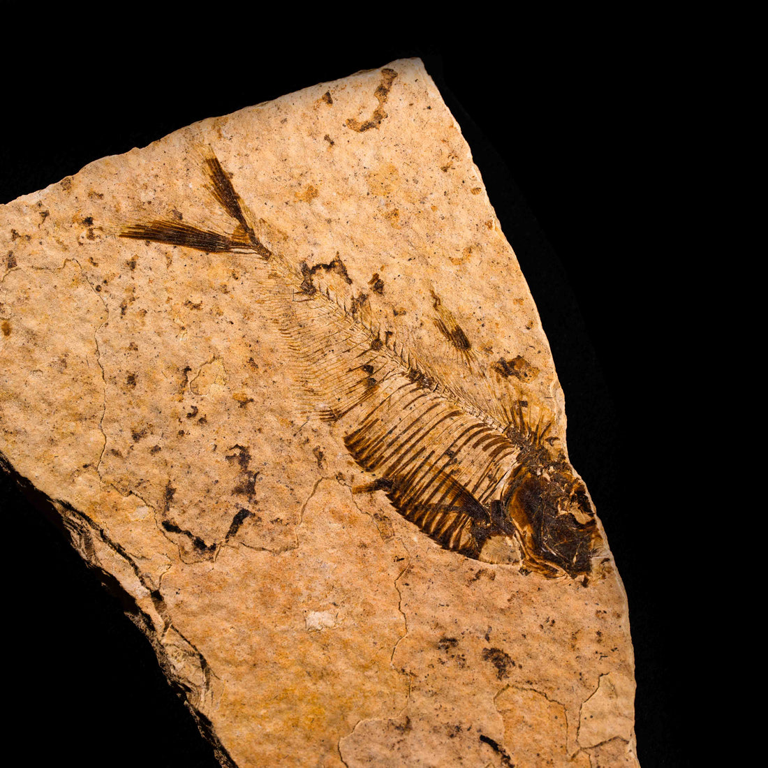 Fish Fossil- Earth Love Gallery