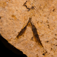 Fish Fossil- Earth Love Gallery