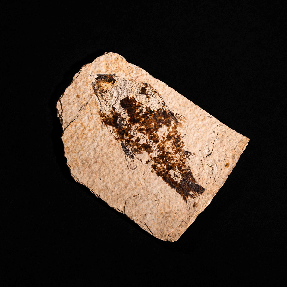Fish Fossil- Earth Love Gallery