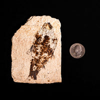 Fish Fossil- Earth Love Gallery