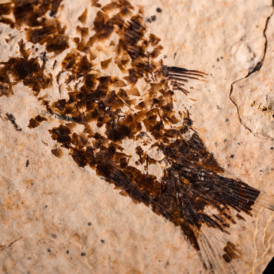 Fish Fossil- Earth Love Gallery