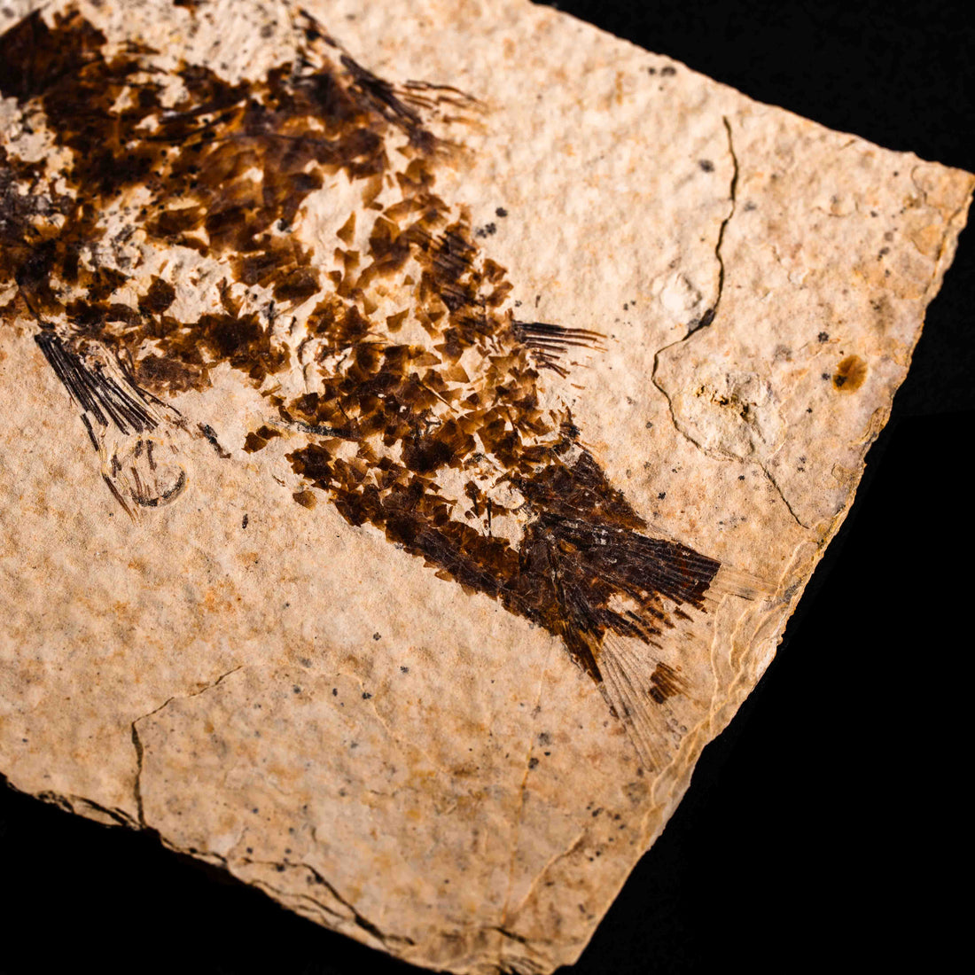 Fish Fossil- Earth Love Gallery