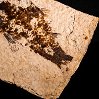 Fish Fossil- Earth Love Gallery