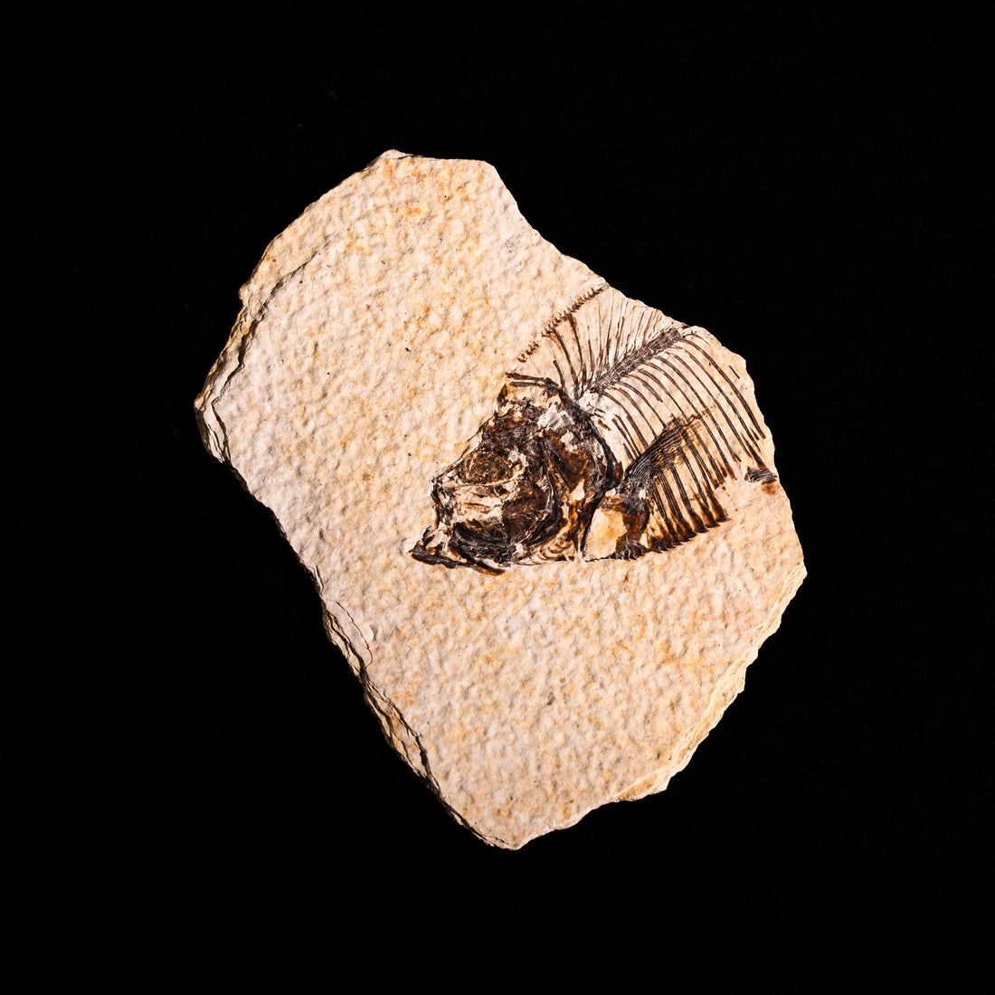 Fish Fossil- Earth Love Gallery