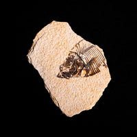 Fish Fossil- Earth Love Gallery