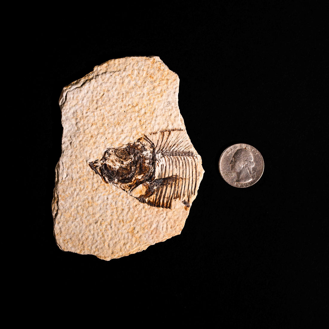 Fish Fossil- Earth Love Gallery