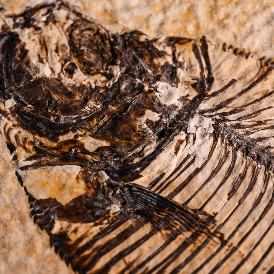 Fish Fossil- Earth Love Gallery