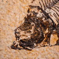 Fish Fossil- Earth Love Gallery