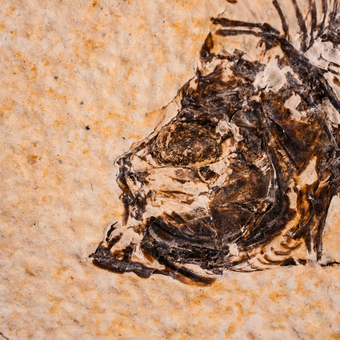 Fish Fossil- Earth Love Gallery