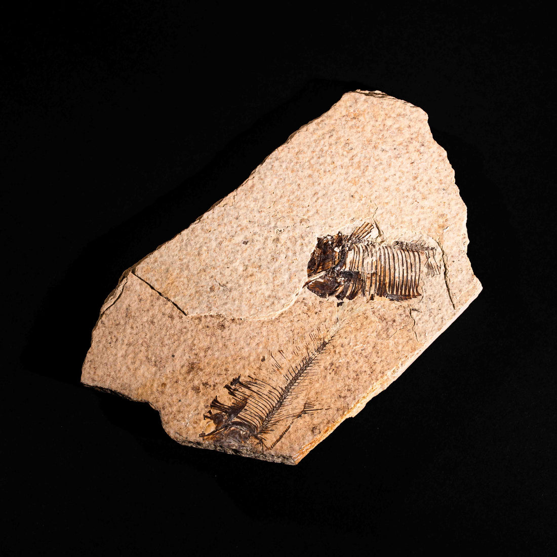 Fish Fossil- Earth Love Gallery