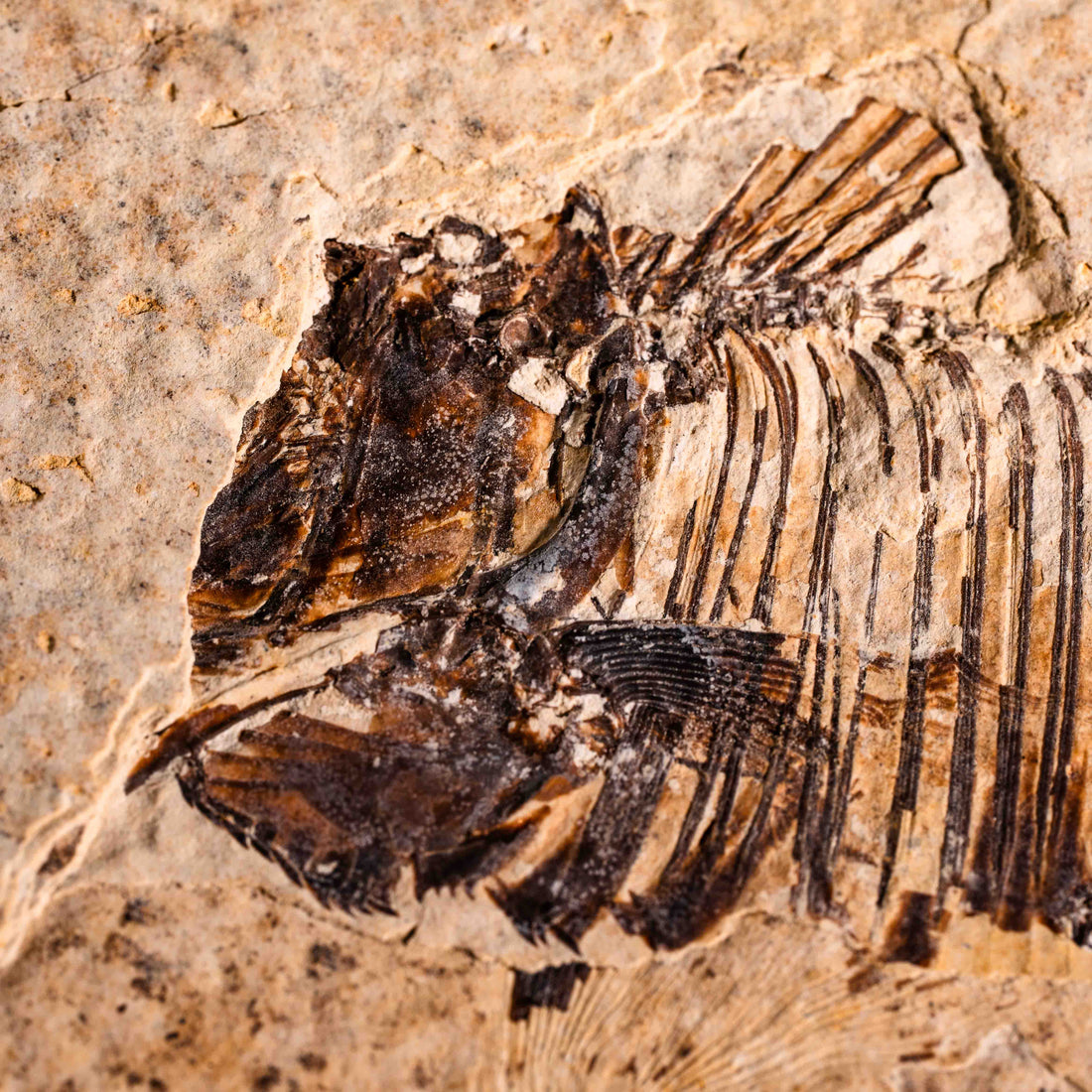 Fish Fossil- Earth Love Gallery