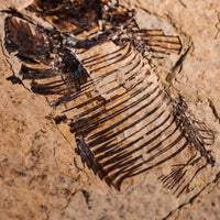 Fish Fossil- Earth Love Gallery