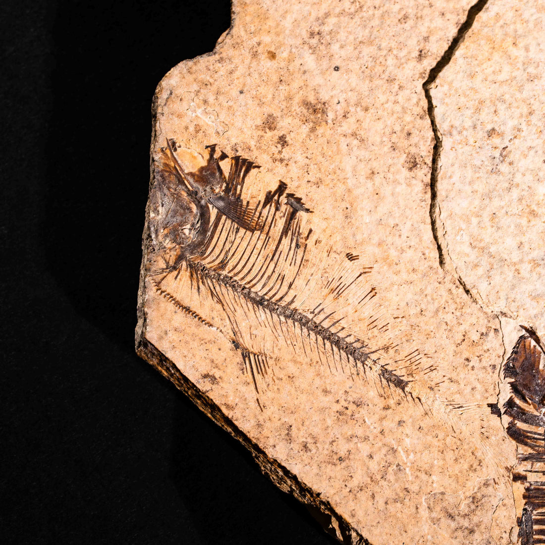 Fish Fossil- Earth Love Gallery