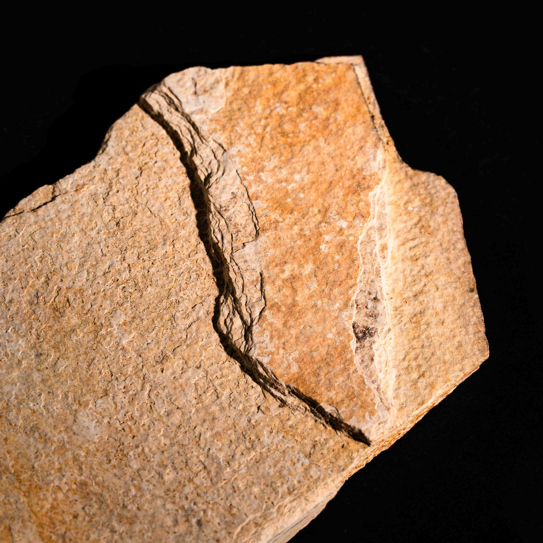 Fish Fossil- Earth Love Gallery