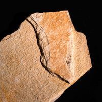 Fish Fossil- Earth Love Gallery