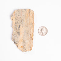 Slaty Shale Record - Earth Love Gallery Collection