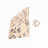 Slaty Shale Record - Earth Love Gallery Collection