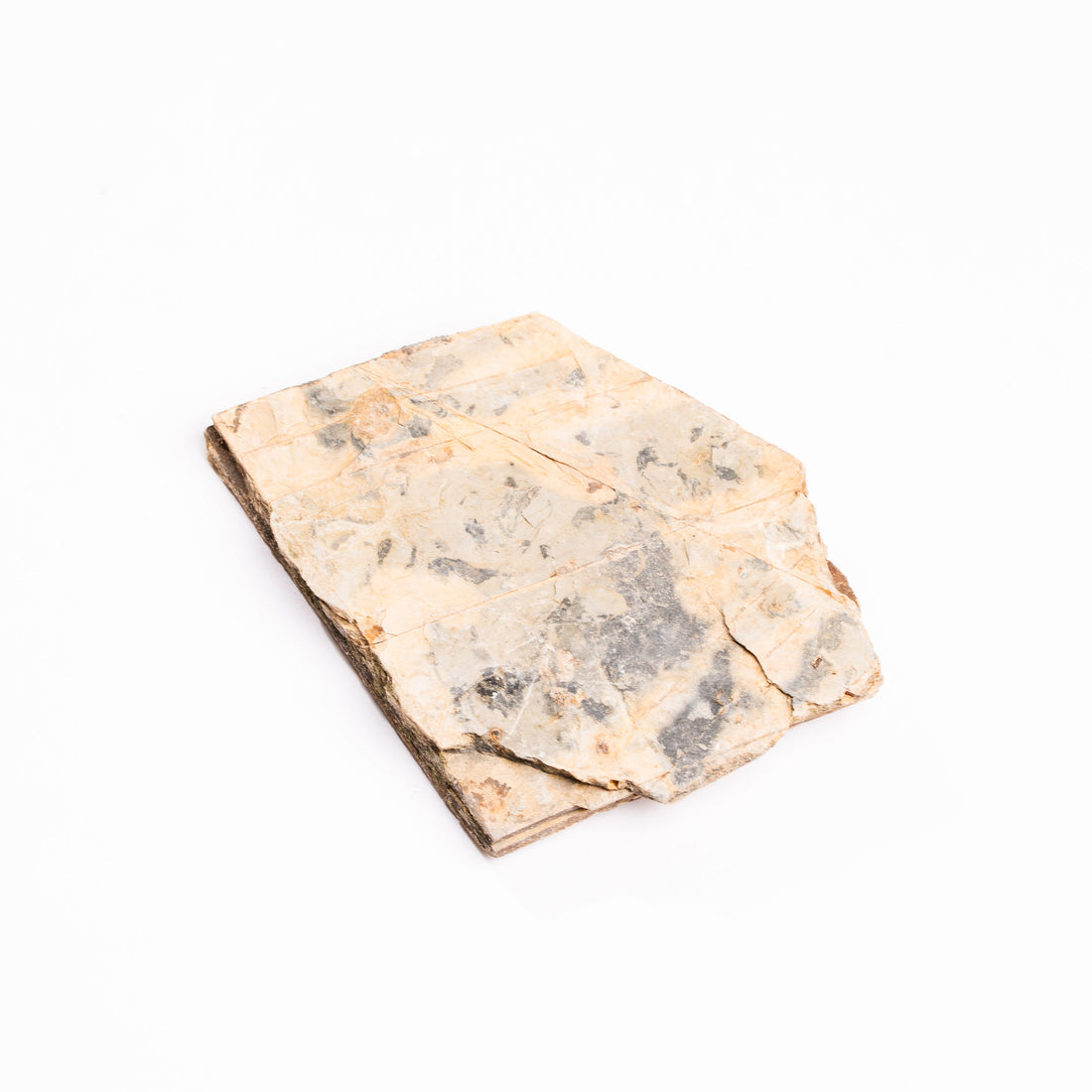 Slaty Shale Record - Earth Love Gallery Collection