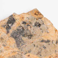 Slaty Shale Record - Earth Love Gallery Collection