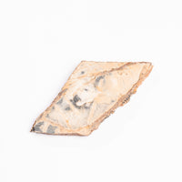 Slaty Shale Record - Earth Love Gallery Collection