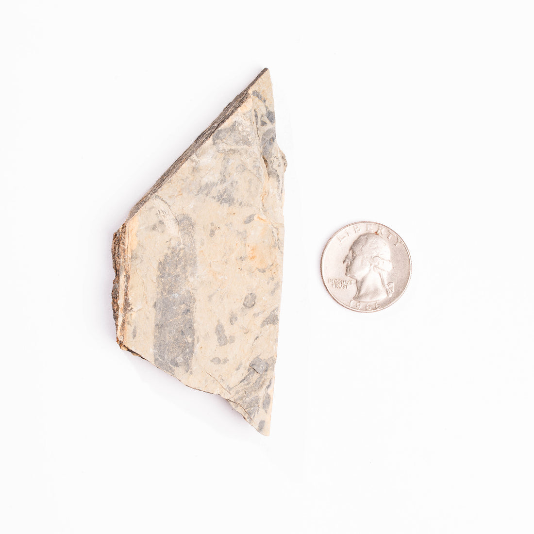 Slaty Shale Record - Earth Love Gallery Collection