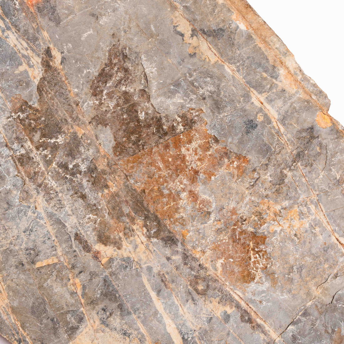Slaty Shale Record - Earth Love Gallery Collection