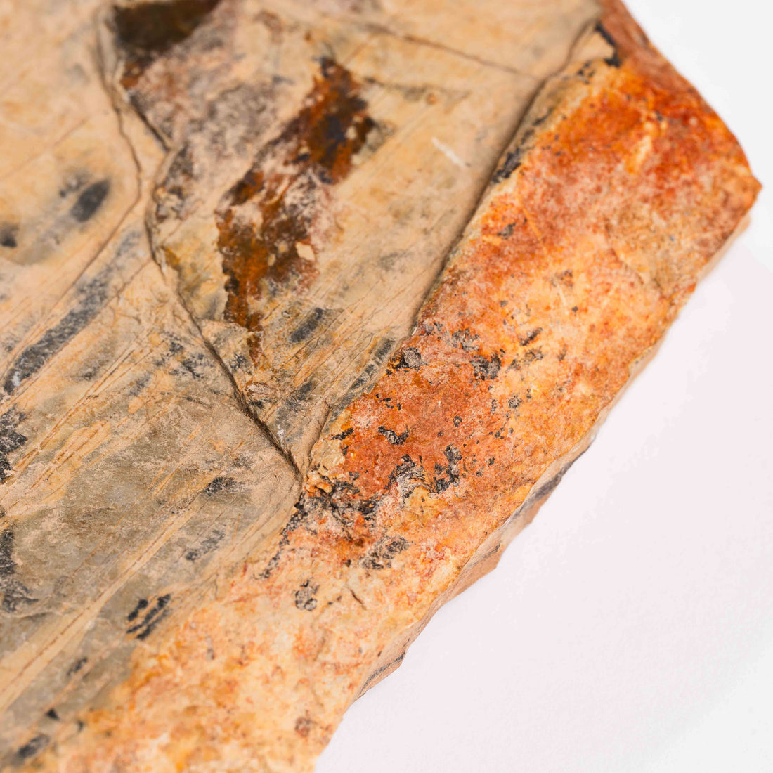 Slaty Shale Record - Earth Love Gallery Collection