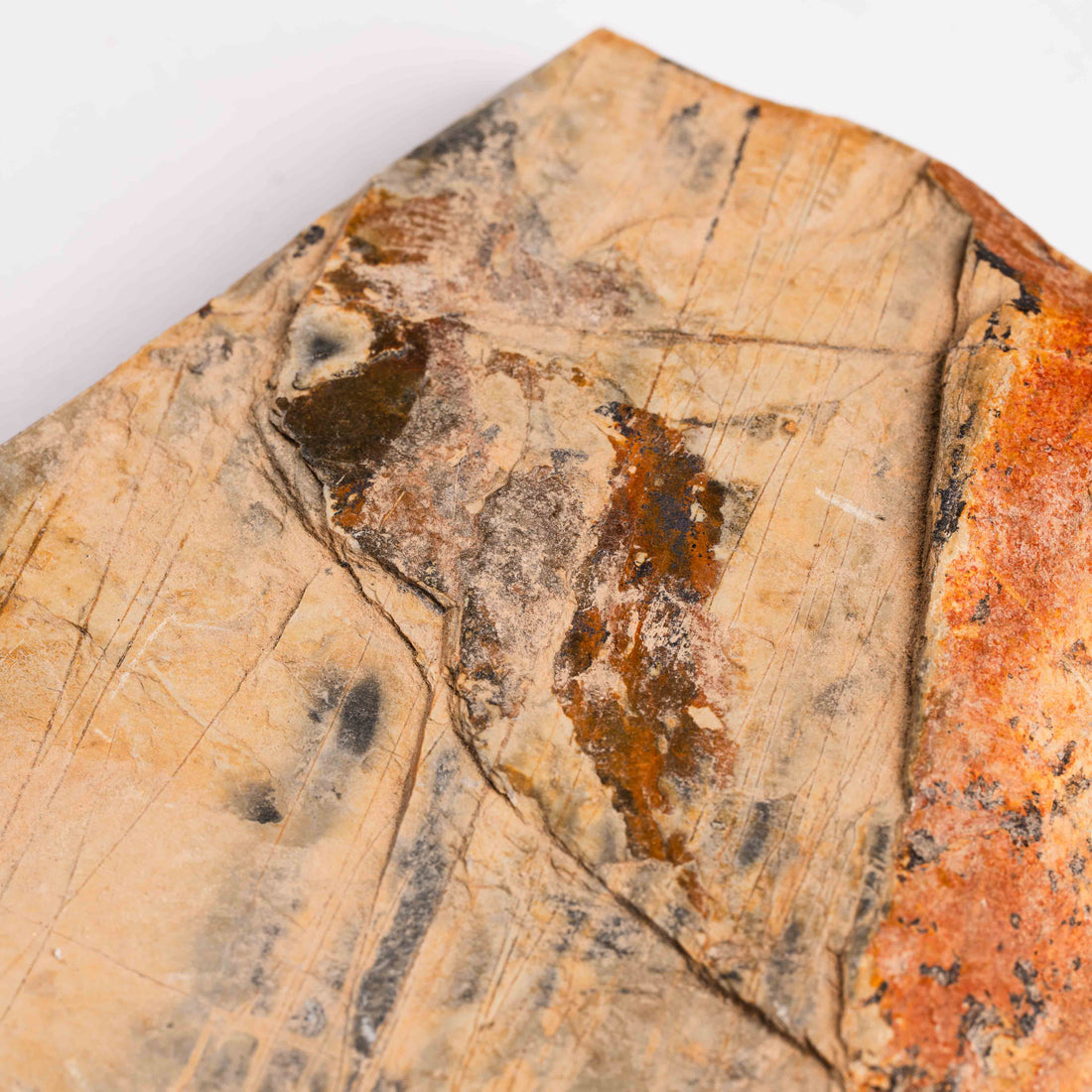 Slaty Shale Record - Earth Love Gallery Collection