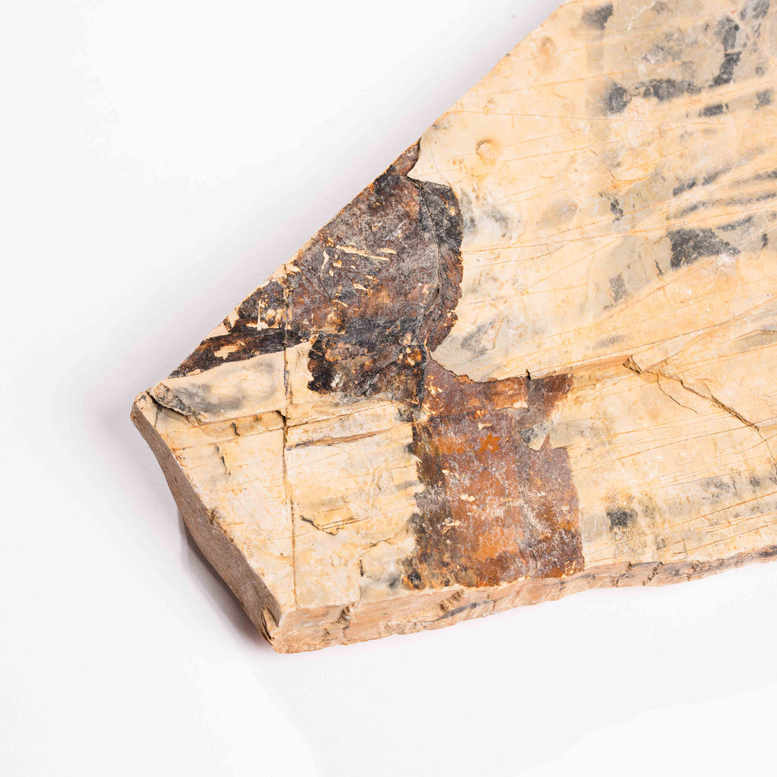 Slaty Shale Record - Earth Love Gallery Collection