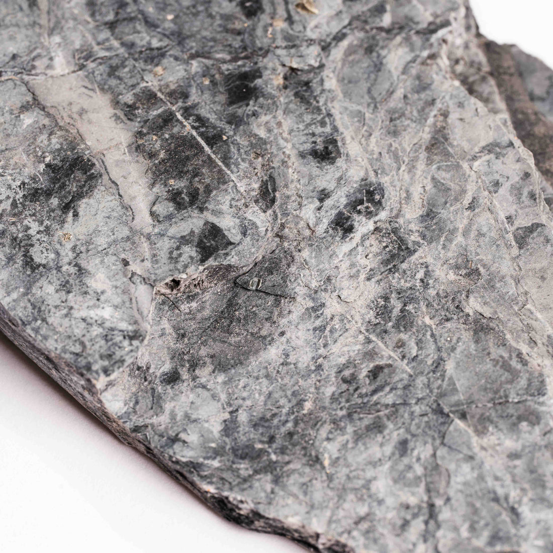 Slaty Shale Record - Earth Love Gallery Collection
