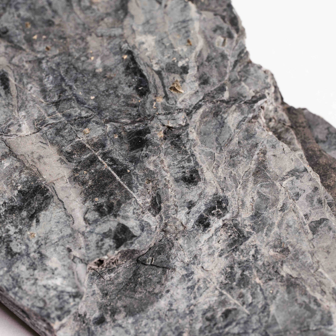 Slaty Shale Record - Earth Love Gallery Collection