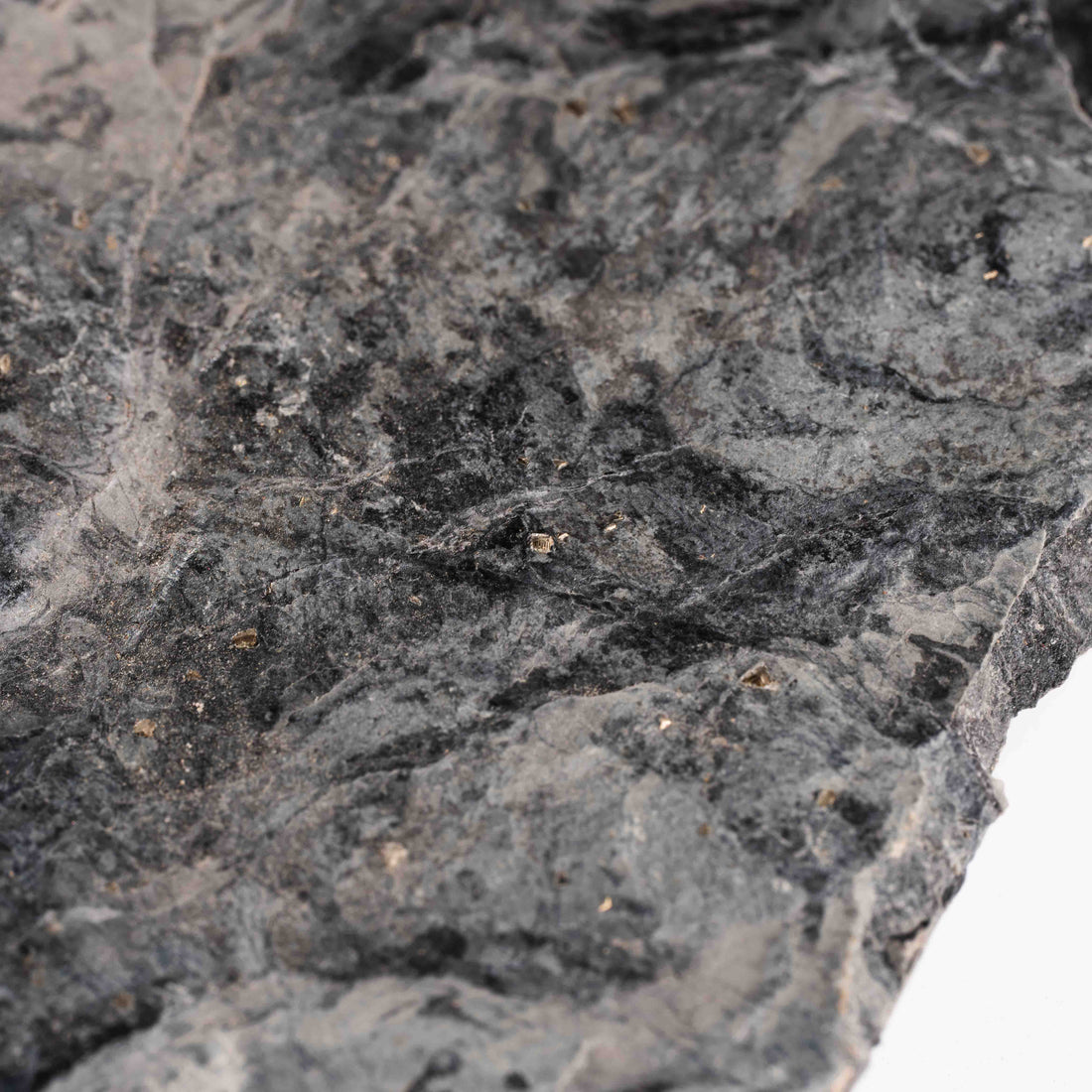 Slaty Shale Record - Earth Love Gallery Collection
