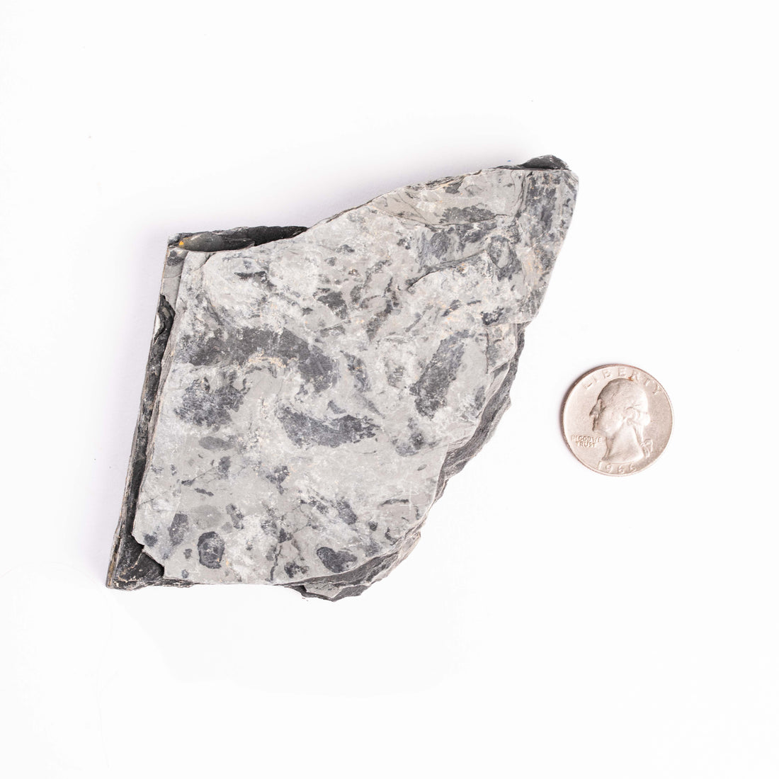 Slaty Shale Record - Earth Love Gallery Collection