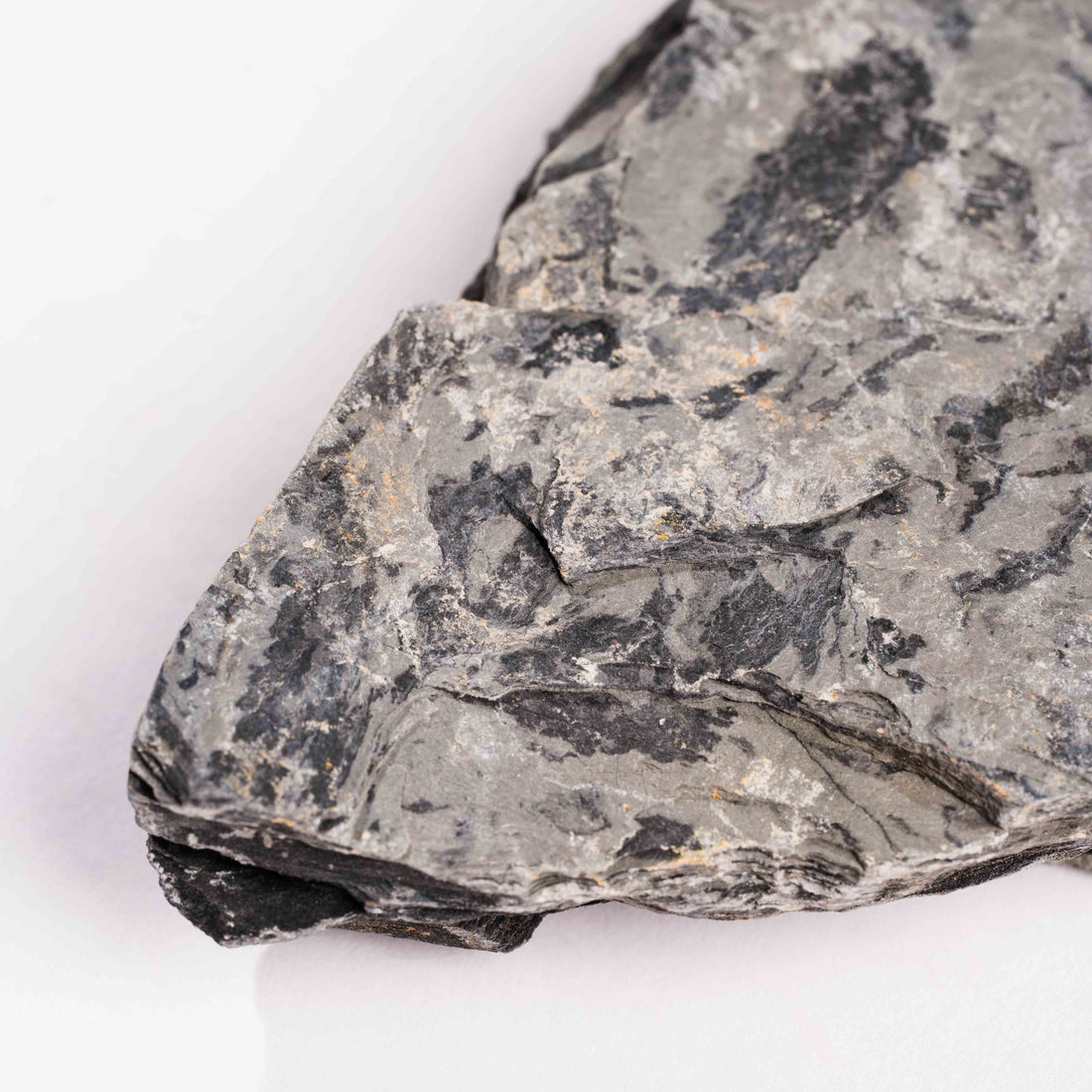 Slaty Shale Record - Earth Love Gallery Collection