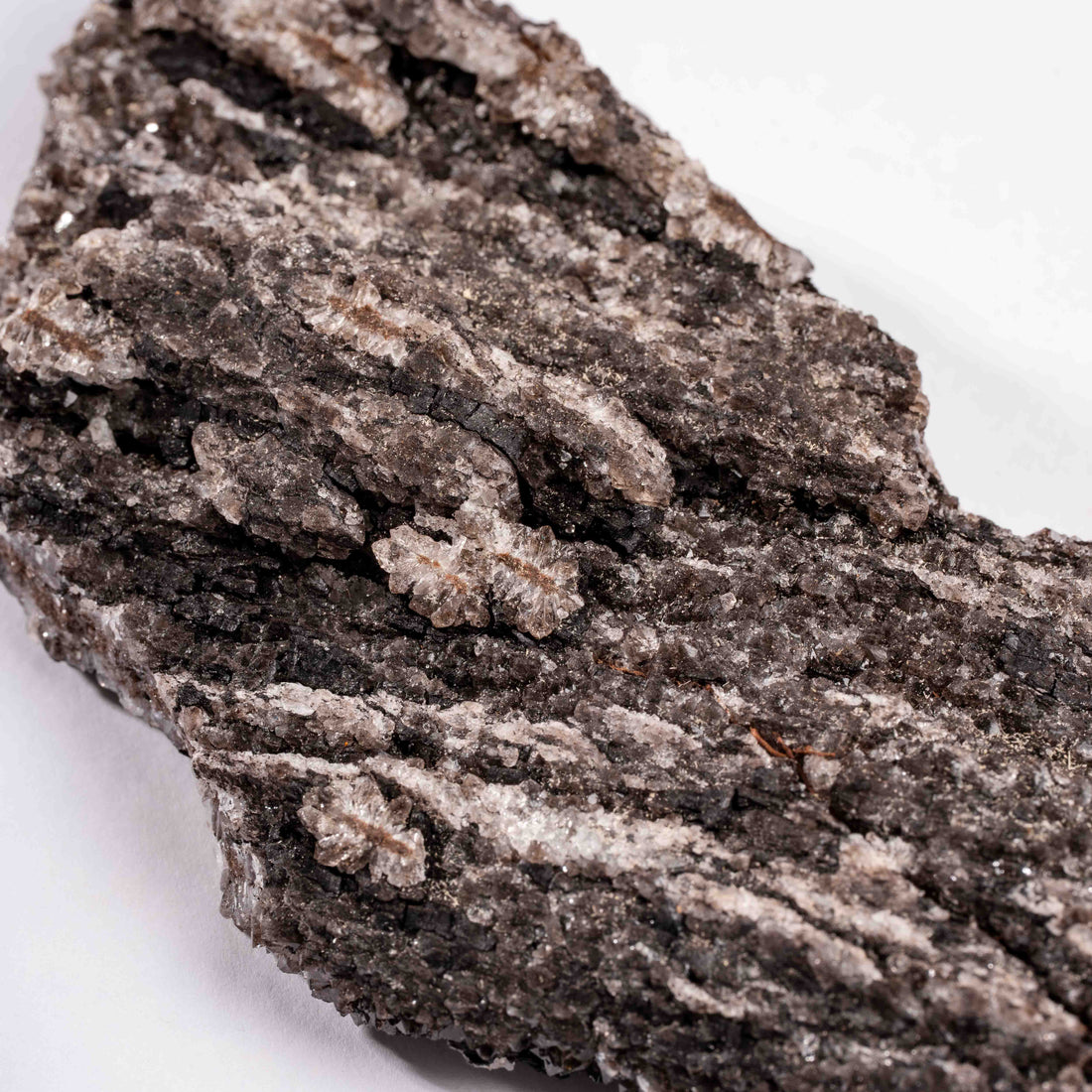 Fossilized Wood with Smoky Quartz