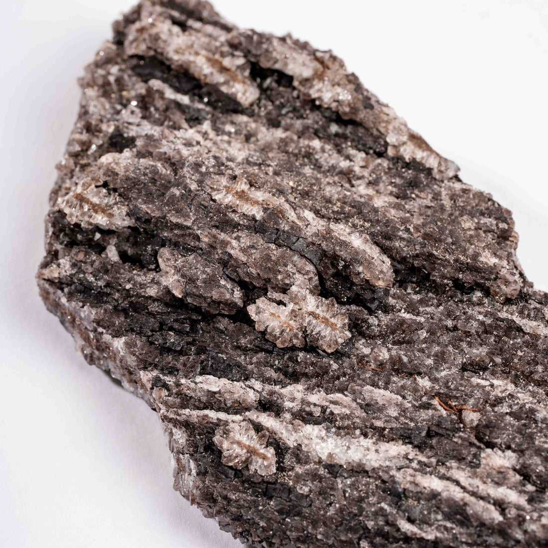 Fossilized Wood with Smoky Quartz