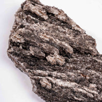 Fossilized Wood with Smoky Quartz