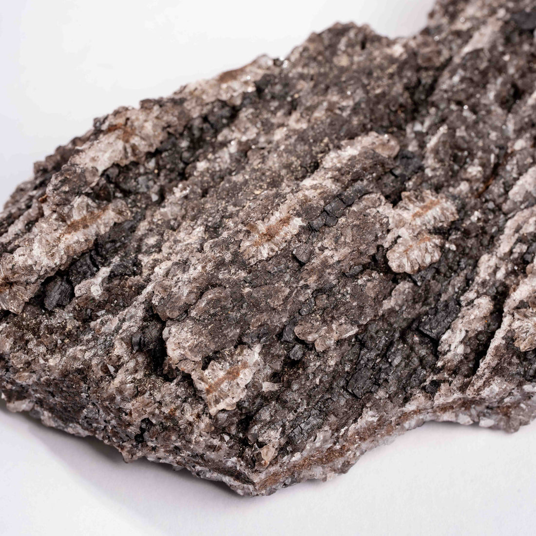 Fossilized Wood with Smoky Quartz