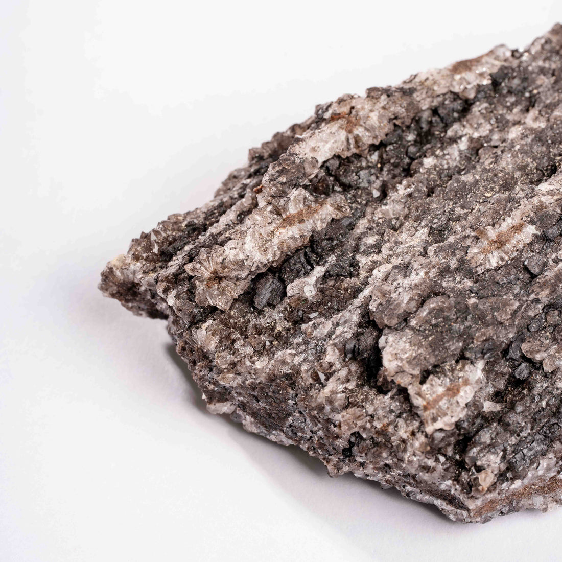Fossilized Wood with Smoky Quartz
