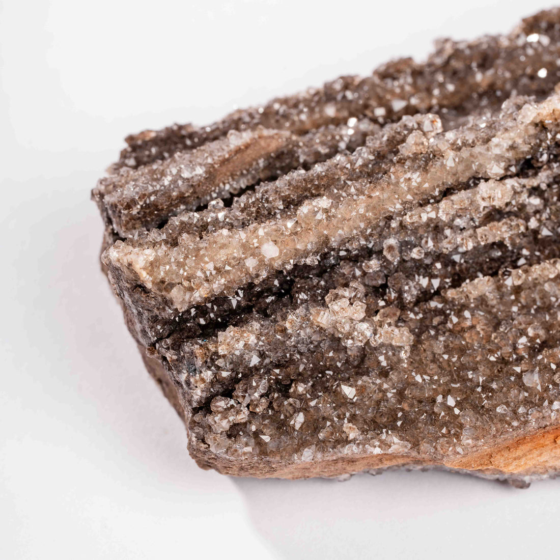 Fossilized Wood with Smoky Quartz