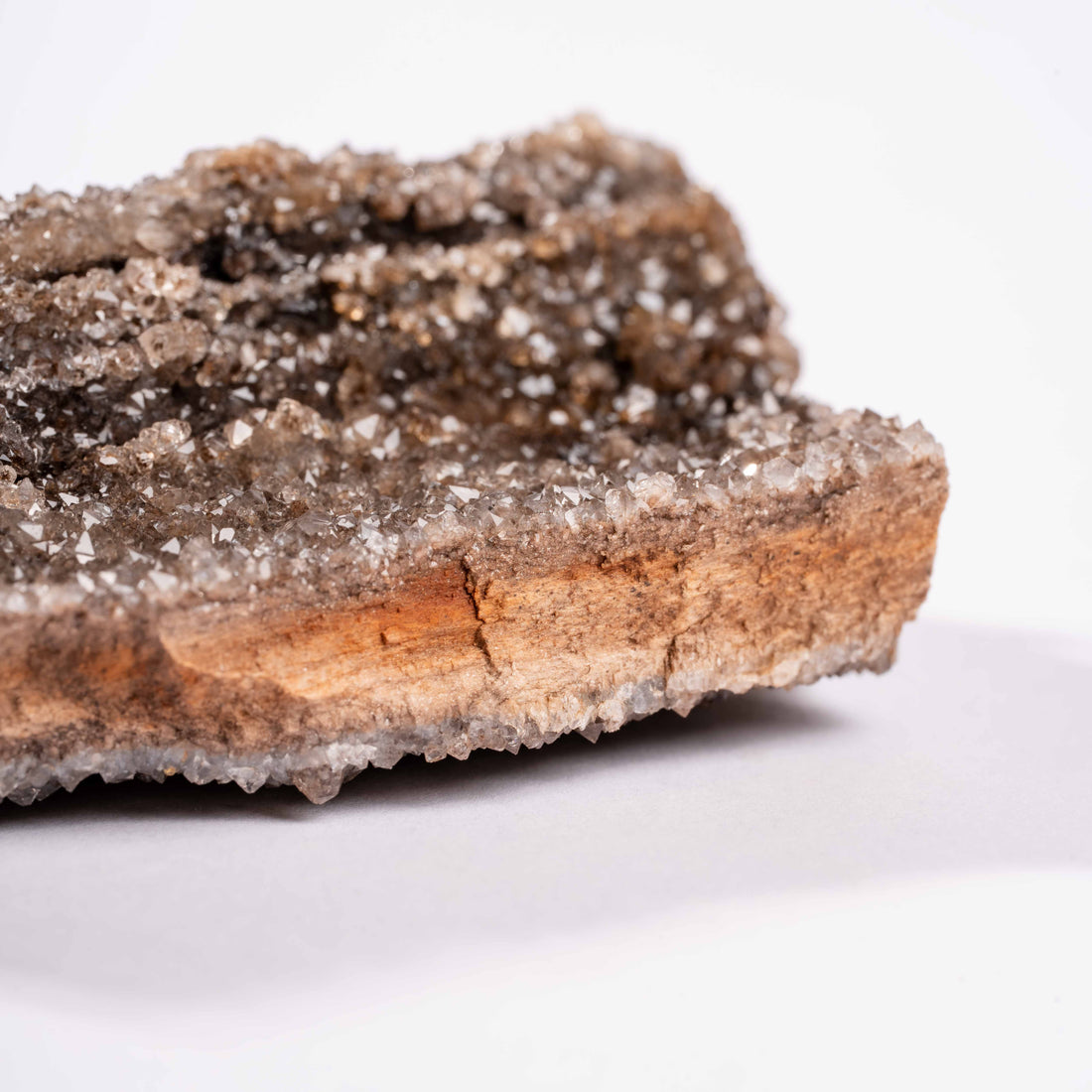 Fossilized Wood with Smoky Quartz