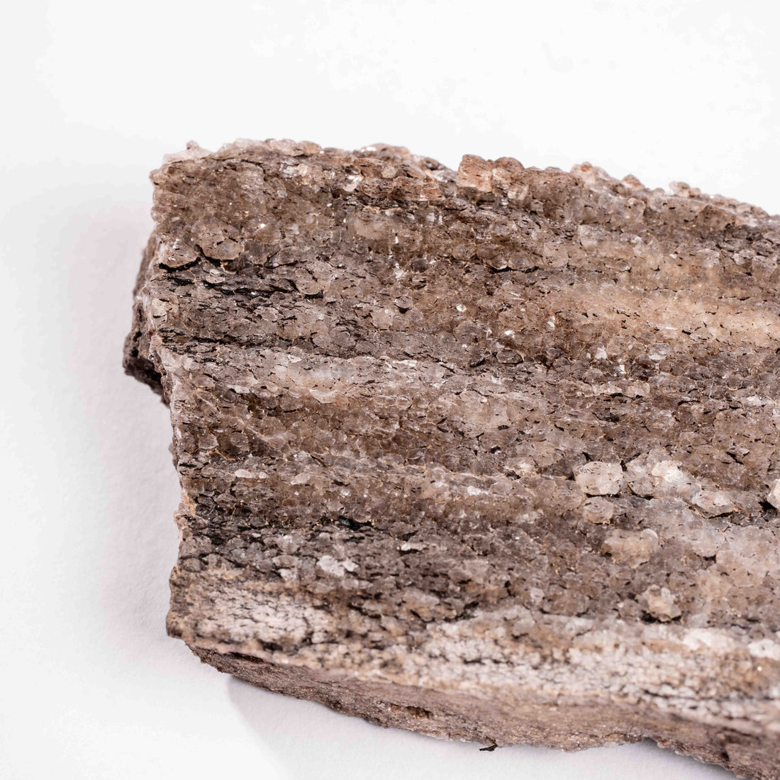 Fossilized Wood with Smoky Quartz