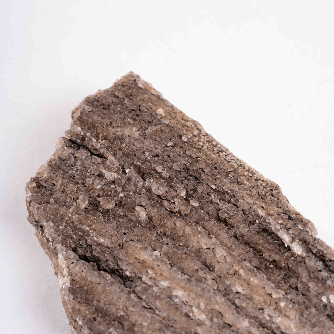 Fossilized Wood with Smoky Quartz