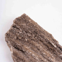 Fossilized Wood with Smoky Quartz