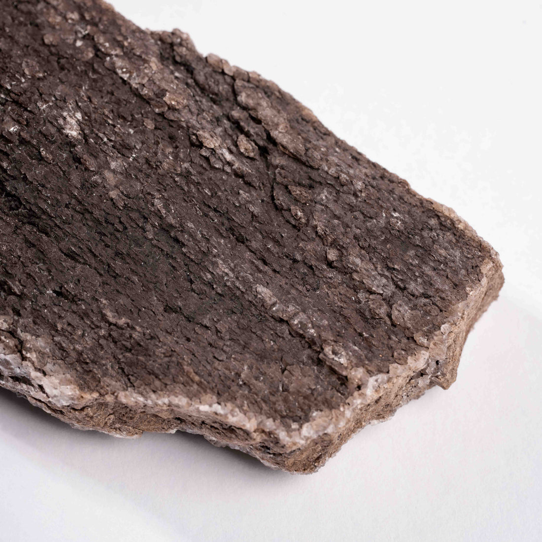 Fossilized Wood with Smoky Quartz