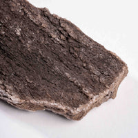 Fossilized Wood with Smoky Quartz