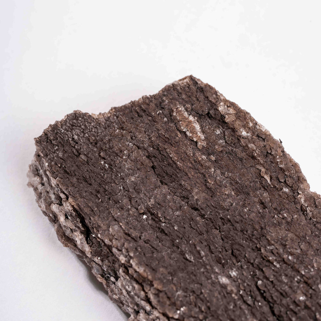Fossilized Wood with Smoky Quartz
