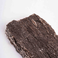 Fossilized Wood with Smoky Quartz